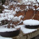Bonzai plants with dusting of snow