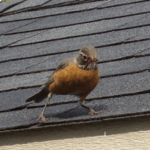 Mother bird on the shed