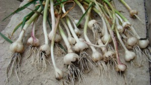 Garlic harvest 2013